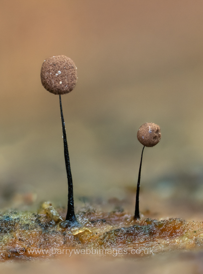 Photo © Barry Webb Comatricha nigra by Barry Webb